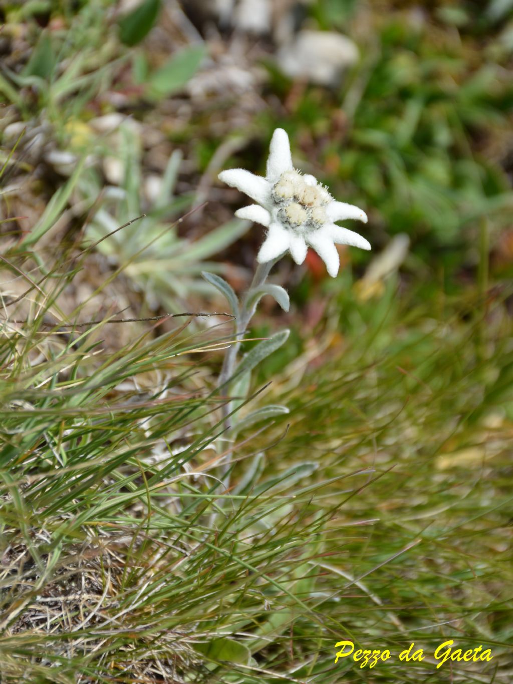 Leontopodium alpinum (Asteraceae)